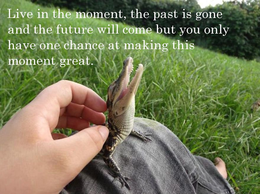 baby crocodile - Live in the moment, the past is gone and the future will come but you only have one chance at making this moment great.