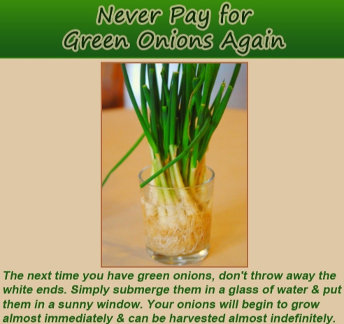 herb - Never Pay for Green Onions Again The next time you have green onions, don't throw away the white ends. Simply submerge them in a glass of water & put them in a sunny window. Your onions will begin to grow almost immediately & can be harvested almos