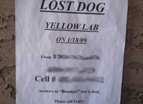 funny pictures of signs - Lost Dog Yellow Lab On 11809 From Cell # Answers to "Boomer" but is deaf. Please call Gary