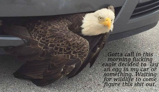 bald eagle stuck in car grill - Gotta call in this morning fucking eagle decided to Zay an egg in my car or something. Waiting for wildlife to come figure this shit out.