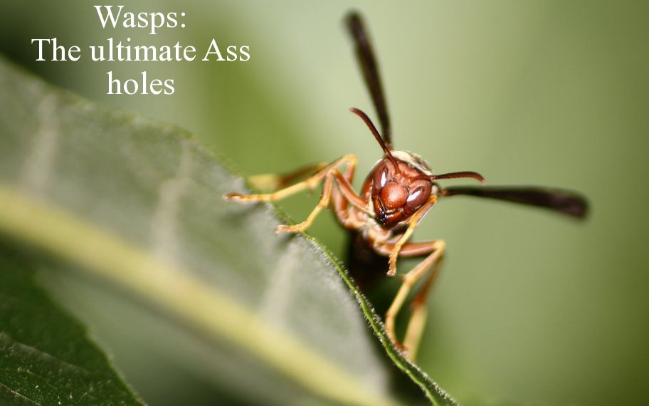 macro photography - Wasps The ultimate Ass holes