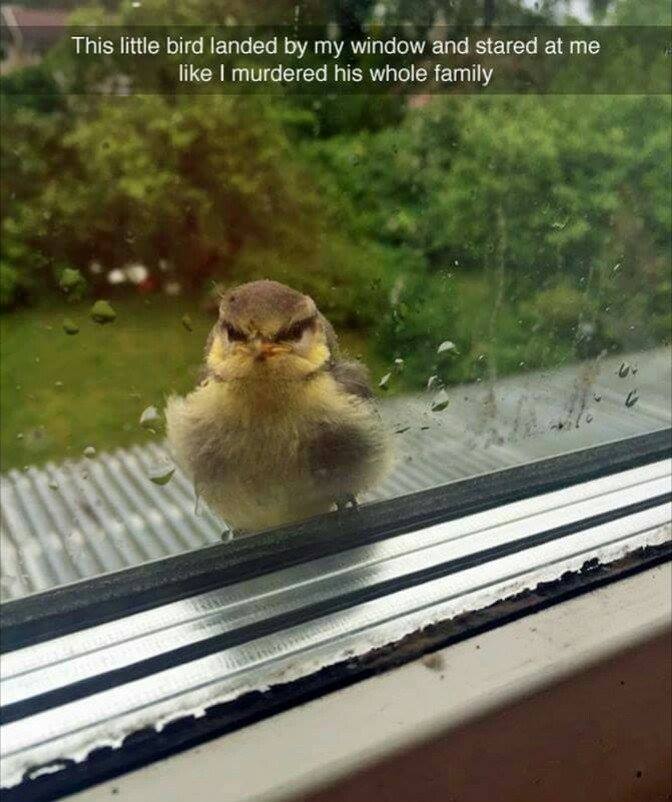 awkward moments - cute funny animal - This little bird landed by my window and stared at me I murdered his whole family