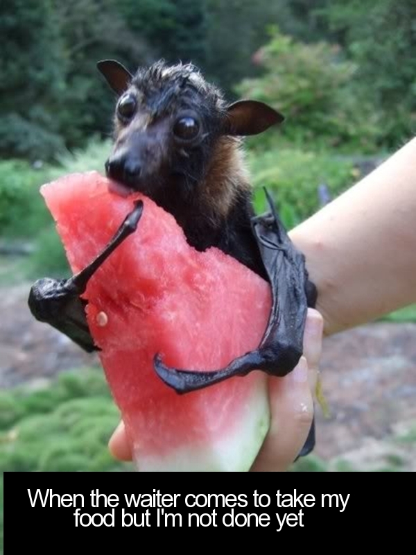 fruit bat eating watermelon - When the waiter comes to take my food but I'm not done yet