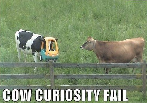drunk cow - Cow Curiosity Fail