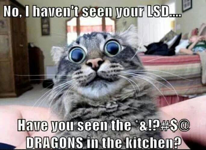 cat lsd - No, I haven't seen your Lsd.... Have you seen the &!?#$@ Dragons in the kitchen