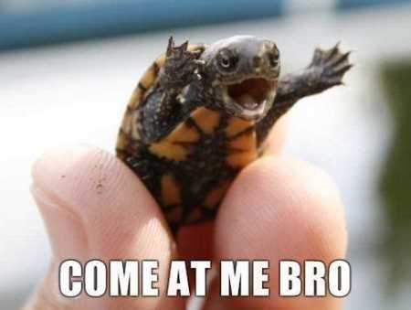 come at me bro turtle meme - Come At Me Bro