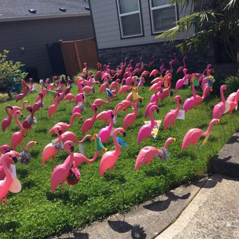 Flamingo Day