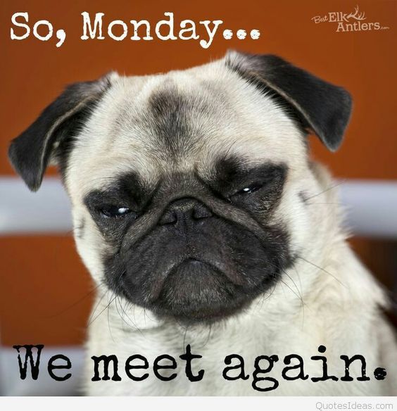 monday memes - pug monday - But Elky So, Monday... Berikaners Antlers. We meet again. QuotesIdeas.com
