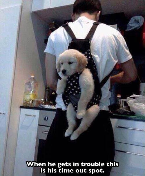 puppies in backpack - When he gets in trouble this is his time out spot.