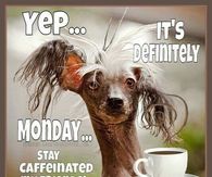 funny monday - Yep.co It'S Definitely Monday... Stay Caffeinated