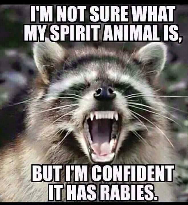 funny pictures - spirit animal has rabies - I'M Not Sure What My Spirit Animal Is, But I'M Confident It Has Rabies.
