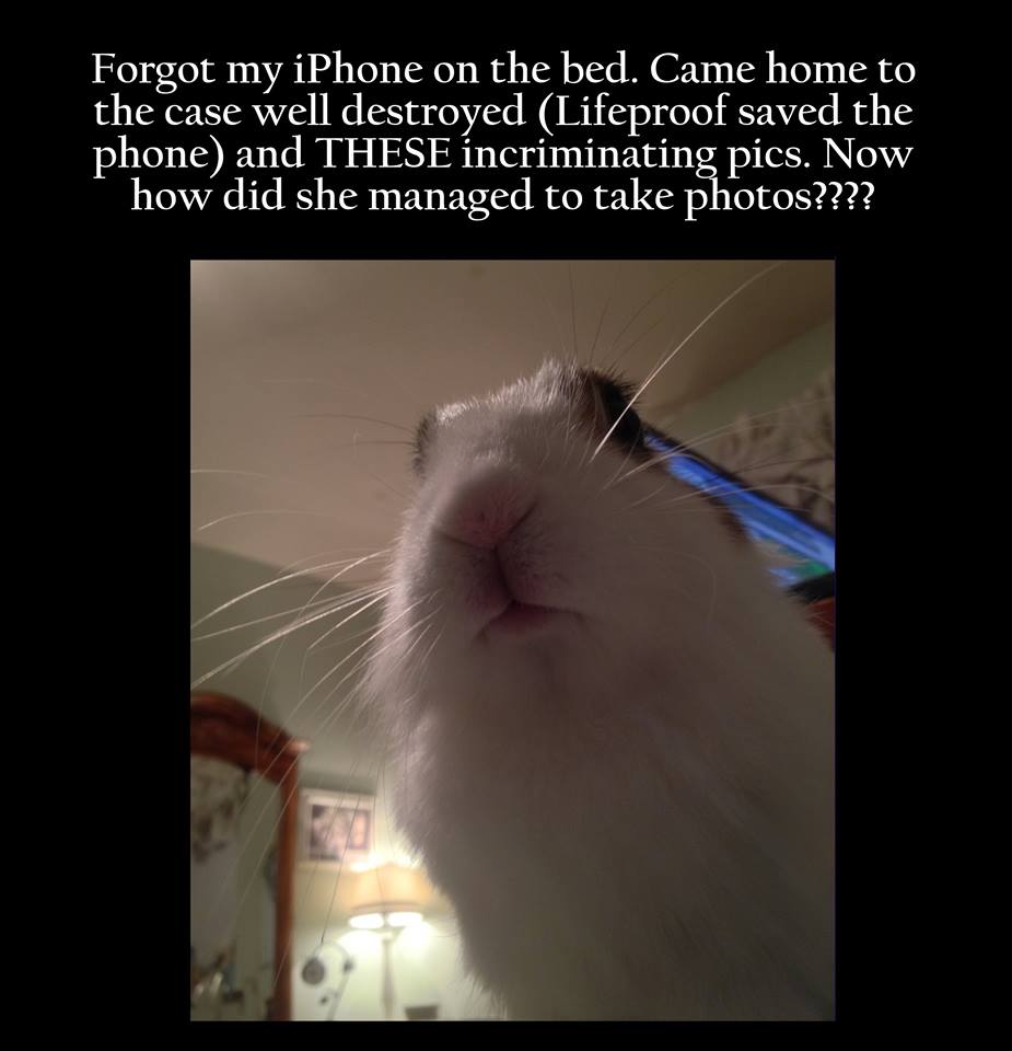 funny pictures - whiskers - Forgot my iPhone on the bed. Came home to the case well destroyed Lifeproof saved the phone and These incriminating pics. Now how did she managed to take photos????