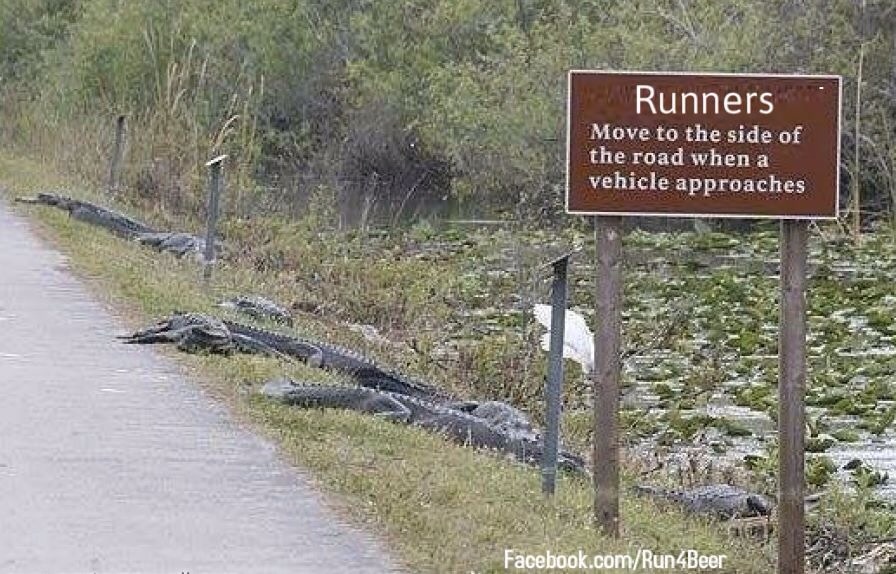 funny pictures - alligators on side of the road - Runners Move to the side of the road when a vehicle approaches Facebook.comRun 4Beer