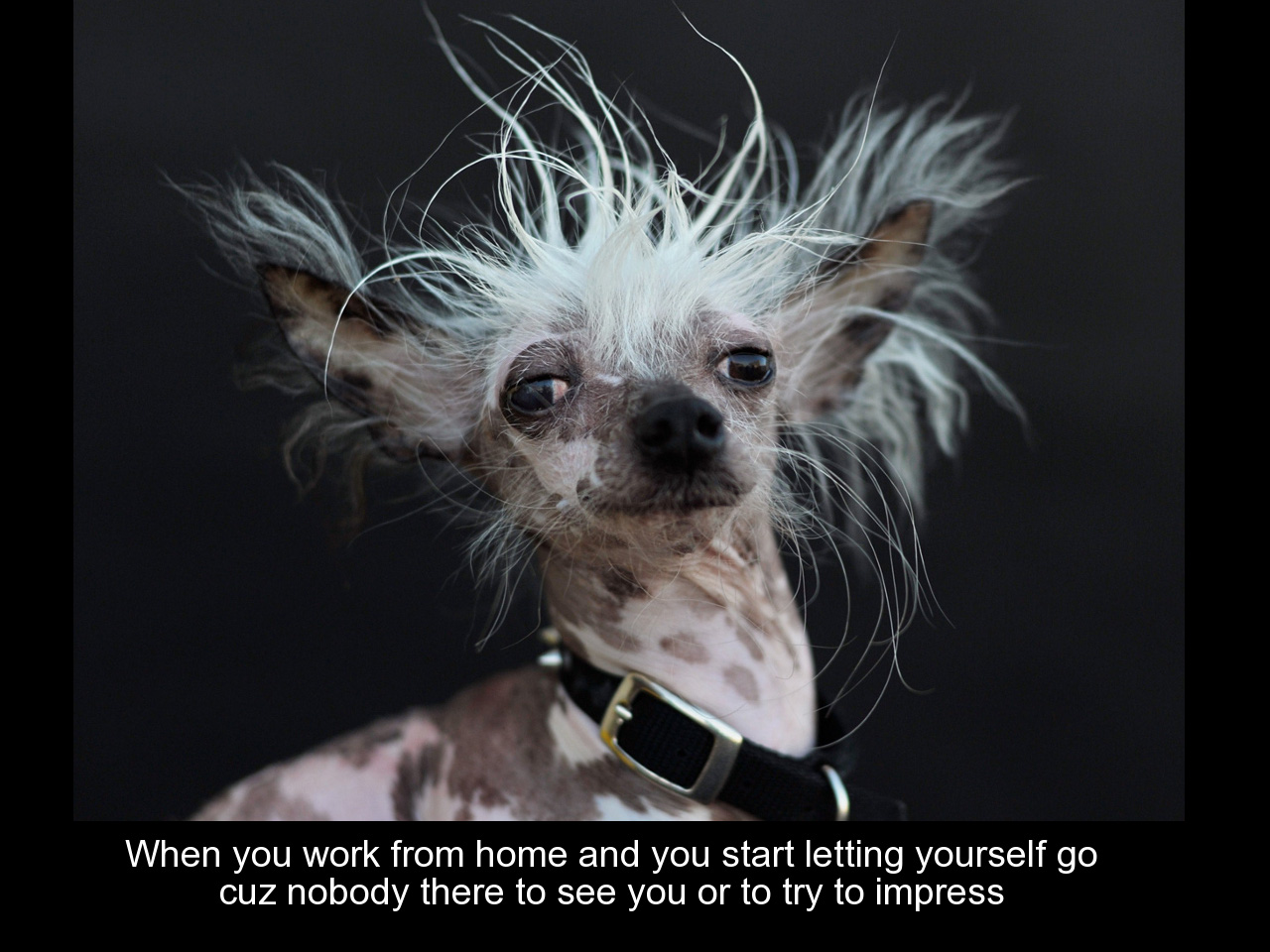 work meme world's ugliest dog - When you work from home and you start letting yourself go cuz nobody there to see you or to try to impress