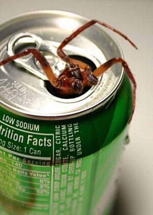 spider in drink - Low Sodium trition Facts 70 Size 1 Can Sugar. Citric Liteite. Calcium Lip Sottling Us Under The Serving Value