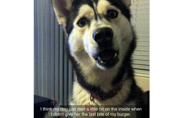 absolutely hilarious hilarious animal hilarious memes - I think my dog just died a little bit on the inside when I didn't give her the last bite of my burger.