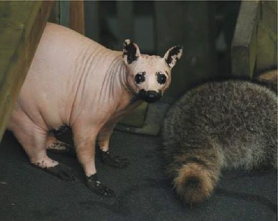 Now you have seen a naked racoon.
