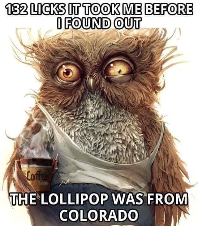hobo owl - 132 Licks It Took Me Before I Found Out Coffee The Lollipop Was From Colorado