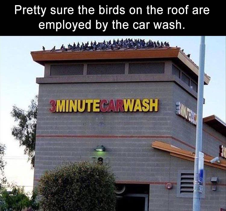 pigeons car wash - Pretty sure the birds on the roof are employed by the car wash. 3MINUTECARWASH san