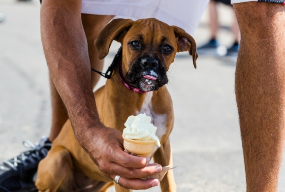 can dogs eat ice cream - www.