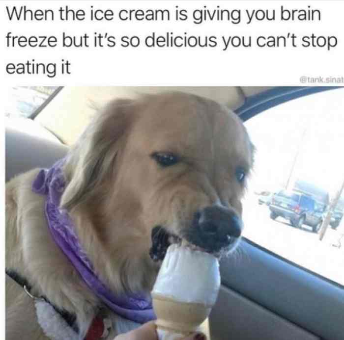 ice cream dog meme - When the ice cream is giving you brain freeze but it's so delicious you can't stop eating it Etank sinal