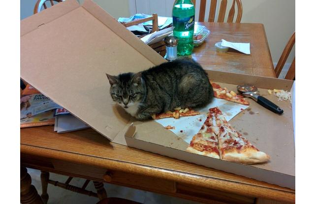 cat on pizza