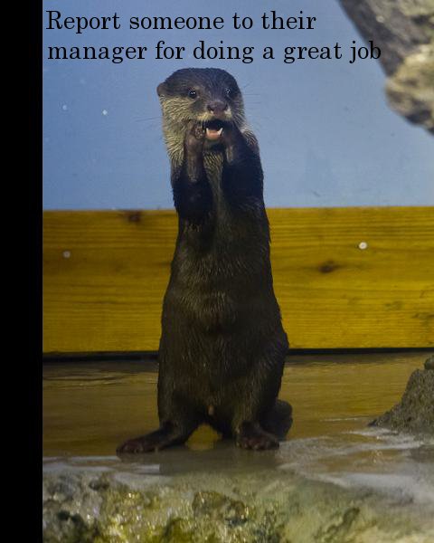 otterly shocked - Report someone to their manager for doing a great job