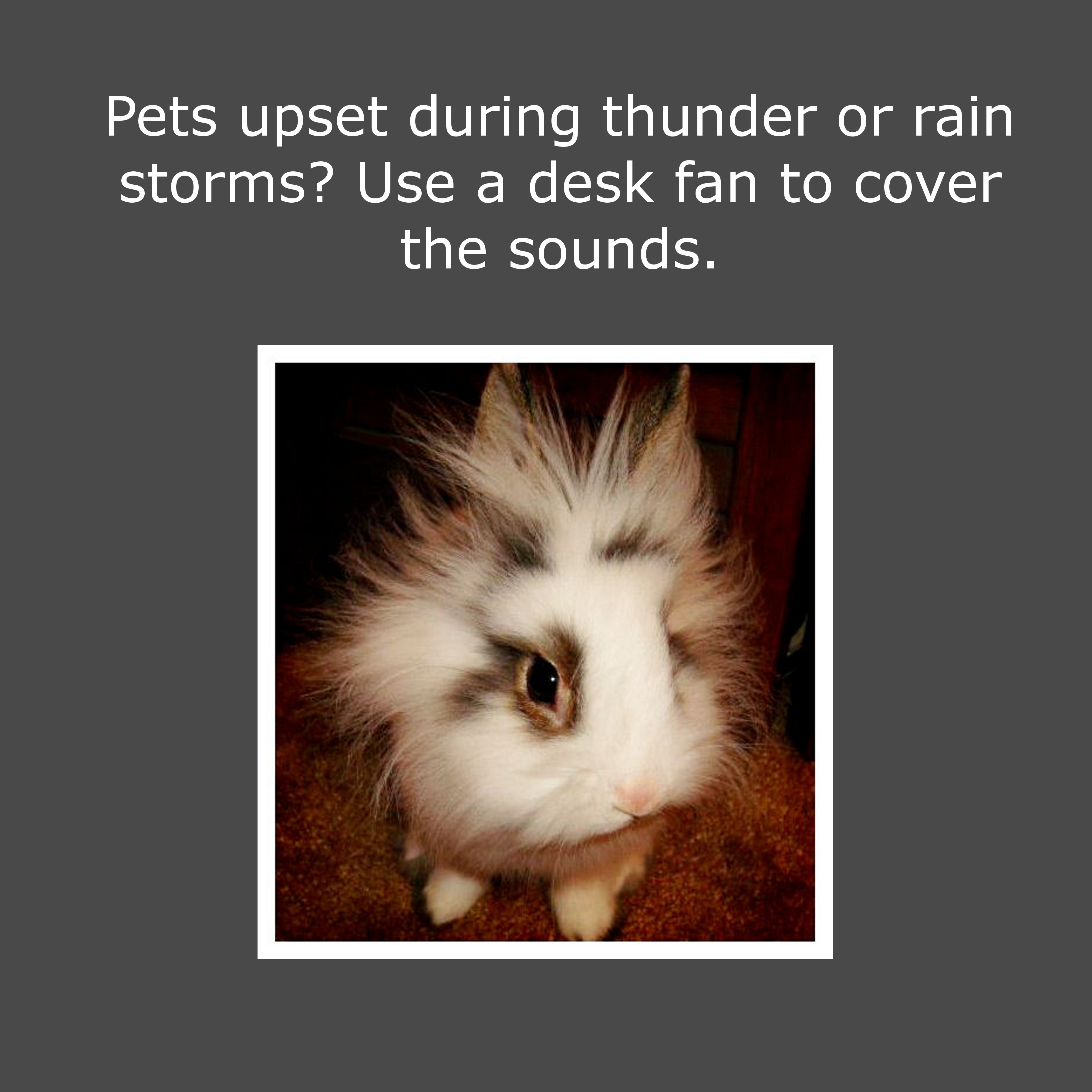 photo caption - Pets upset during thunder or rain storms? Use a desk fan to cover the sounds.