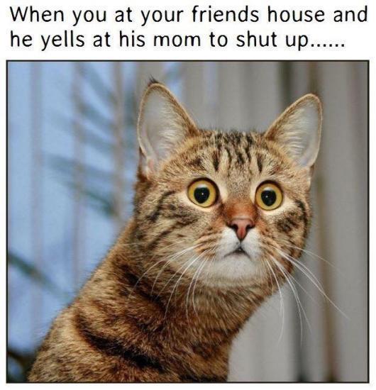 funny cat face - When you at your friends house and he yells at his mom to shut up......