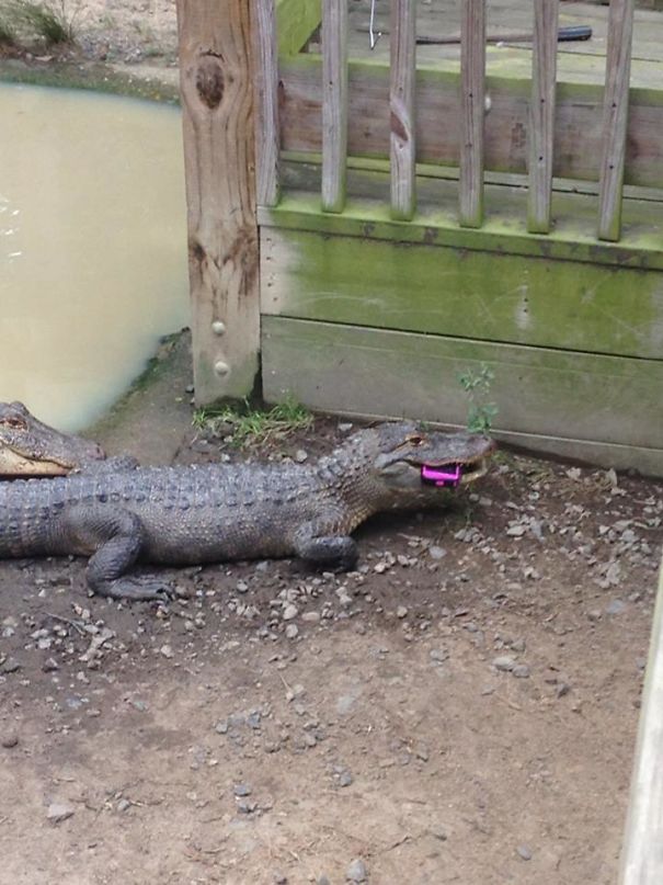 The person who got too close to the alligator enclosure