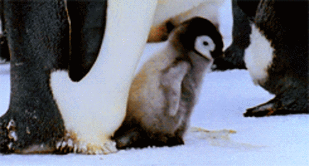 This baby penguin who completely presents how many of us feel after a long ass day