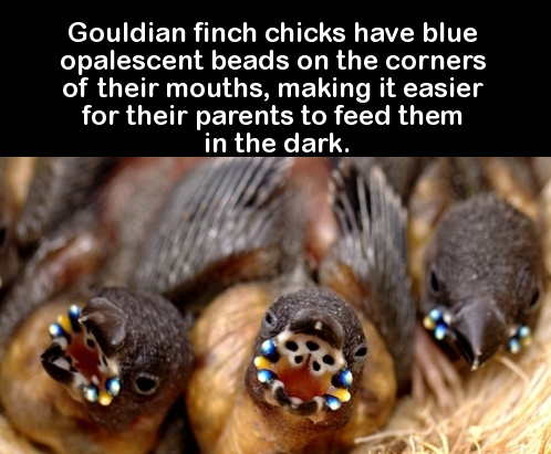 baby finch trypophobia - Gouldian finch chicks have blue opalescent beads on the corners of their mouths, making it easier for their parents to feed them in the dark.