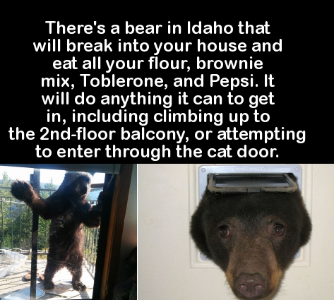 photo caption - There's a bear in Idaho that will break into your house and eat all your flour, brownie mix, Toblerone, and Pepsi. It will do anything it can to get in, including climbing up to the 2ndfloor balcony, or attempting to enter through the cat 