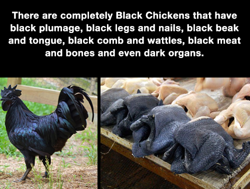 black chicken meat - There are completely Black Chickens that have black plumage, black legs and nails, black beak and tongue, black comb and wattles, black meat and bones and even dark organs.