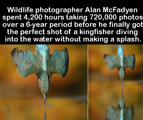 Wildlife photographer Alan McFadyen spent 4,200 hours taking 720,000 photos over a 6year period before he finally got the perfect shot of a kingfisher diving into the water without making a splash.