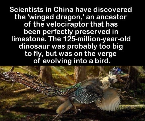 velociraptor feathers - Scientists in China have discovered the 'winged dragon,' an ancestor of the velociraptor that has been perfectly preserved in limestone. The 125millionyearold dinosaur was probably too big, to fly, but was on the verge, of evolving