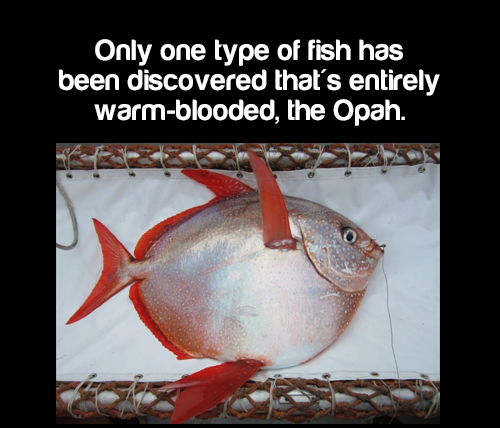 warm blooded fish - Only one type of fish has been discovered that's entirely warmblooded, the Opah.