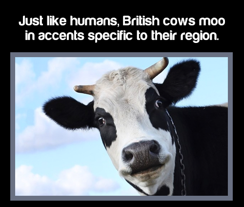 face of a cow - Just humans, British cows moo in accents specific to their region.