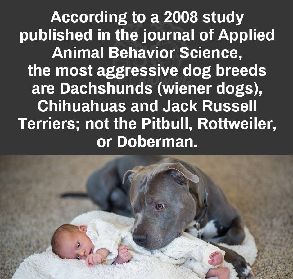 pit bulls being cute - According to a 2008 study published in the journal of Applied Animal Behavior Science, the most aggressive dog breeds are Dachshunds wiener dogs, Chihuahuas and Jack Russell Terriers; not the Pitbull, Rottweiler, or Doberman.