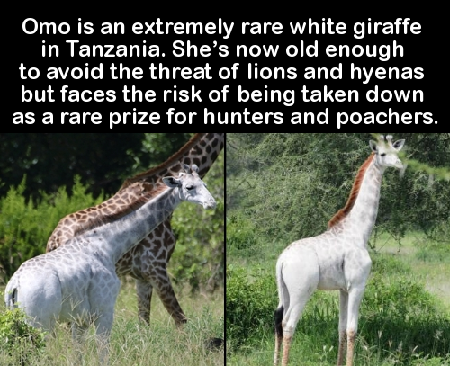 leucistic giraffe - Omo is an extremely rare white giraffe in Tanzania. She's now old enough to avoid the threat of lions and hyenas but faces the risk of being taken down as a rare prize for hunters and poachers.