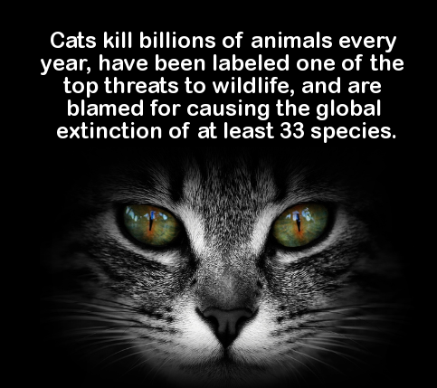 Cats kill billions of animals every year, have been labeled one of the top threats to wildlife, and are blamed for causing the global extinction of at least 33 species.