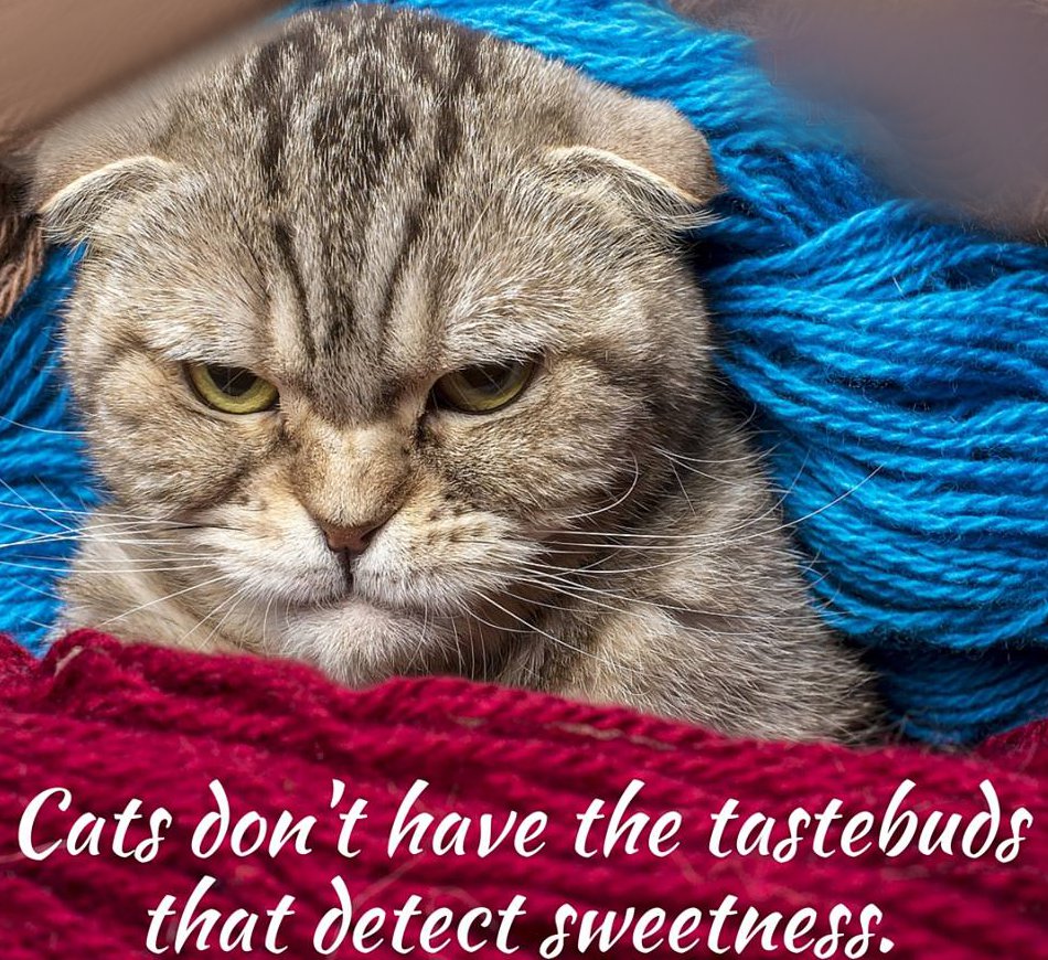 Stock photography - Cats don't have the tastebuds that detect sweetness.