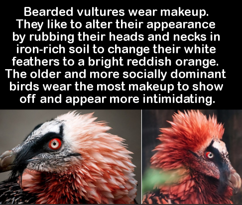 bearded vulture makeup - Bearded vultures wear makeup. They to alter their appearance by rubbing their heads and necks in ironrich soil to change their white feathers to a bright reddish orange. The older and more socially dominant birds wear the most mak