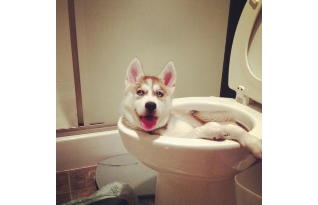 What? You go relax in your tub, I'll go relax in my toilet.