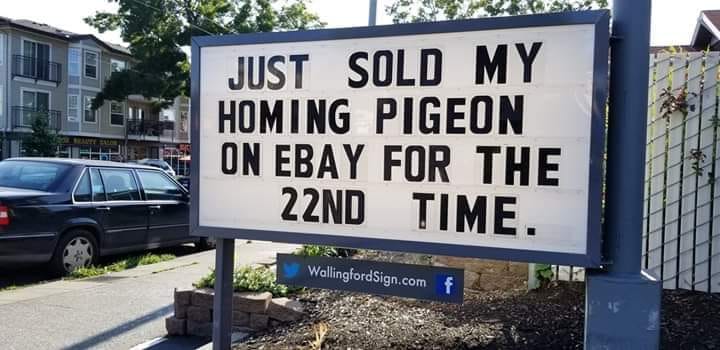 just sold my homing pigeon for the 22nd time - Just Sold My Homing Pigeon On Ebay For The 22ND Time. WallingfordSign.com f