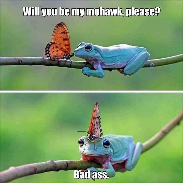 will you be my mohawk meme - Will you be my mohawk, please? Bad ass.