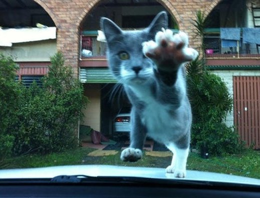 When you're leaving for work and realize you forgot to feed kitteh