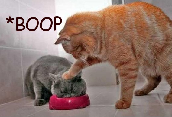 funny cat eat - Boop