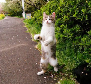 cat walking down street