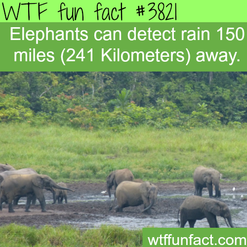 27 7 - Wtf fun fact Elephants can detect rain 150 miles 241 Kilometers away. wtffunfact.com